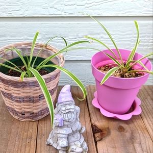 Spider Plant Home Garden decor